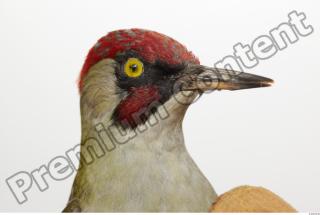 Green Woodpecker - Picus viridis 0015